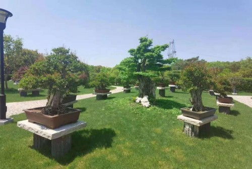 相約雅會 別有洞天——全國小微盆景精品展5月23日開啟假山之趣